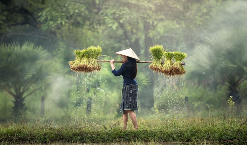 Farm lands of Vietnam