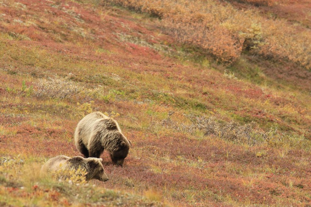 Alaska bears