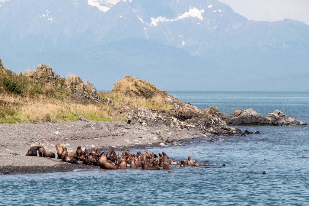 Alaska Sea Lions