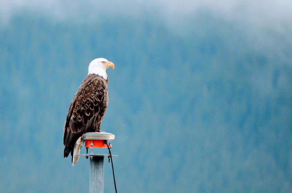 Alaska bald eagle