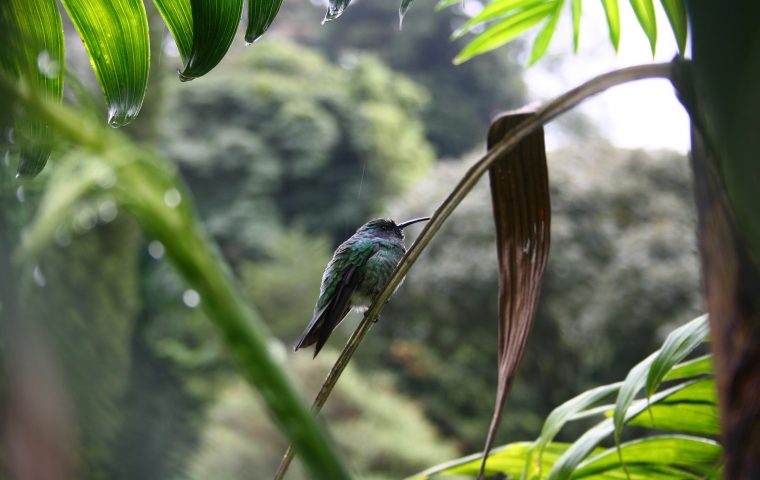 Bird-watching in Panama