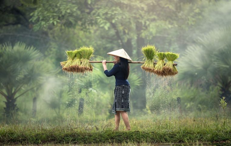 Farm lands of Vietnam